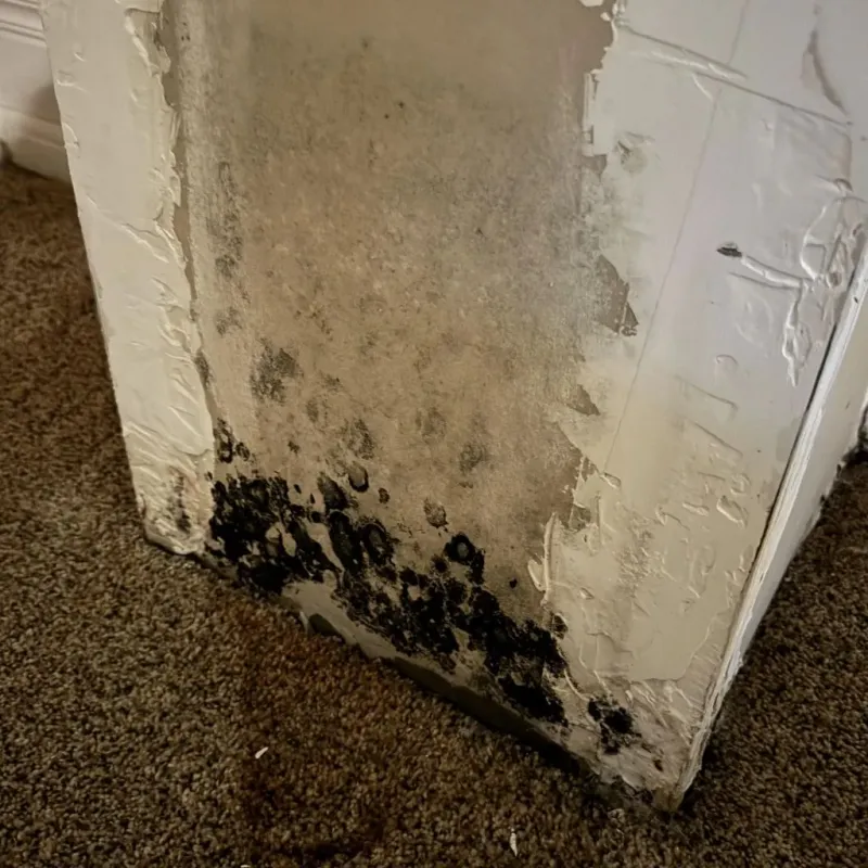 Professional Mold Removal in City of Danville, VA
